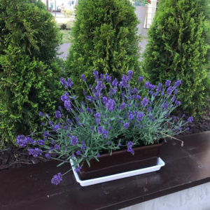 Willa Bruno Jastarnia